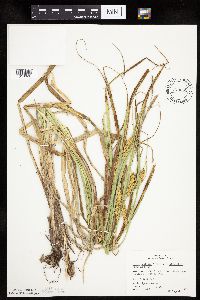 Carex utriculata image