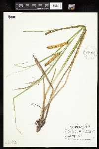 Carex utriculata image