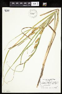 Carex utriculata image