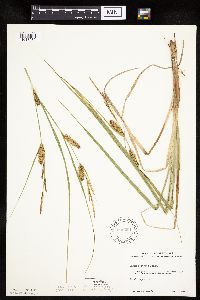 Carex utriculata image