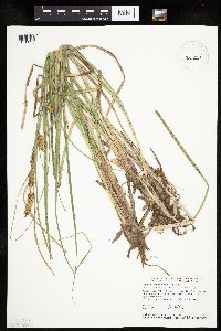 Carex utriculata image