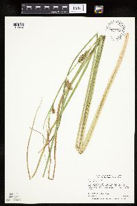 Carex utriculata image