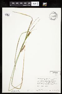 Carex utriculata image