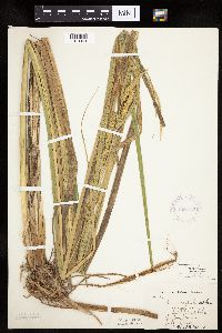 Carex utriculata image