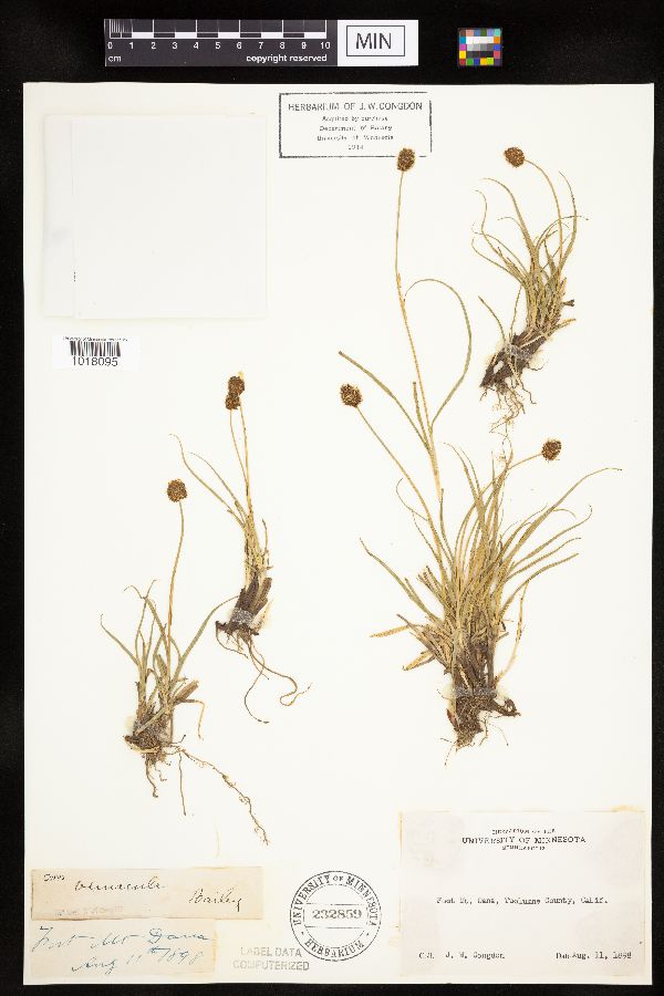 Carex vernacula image