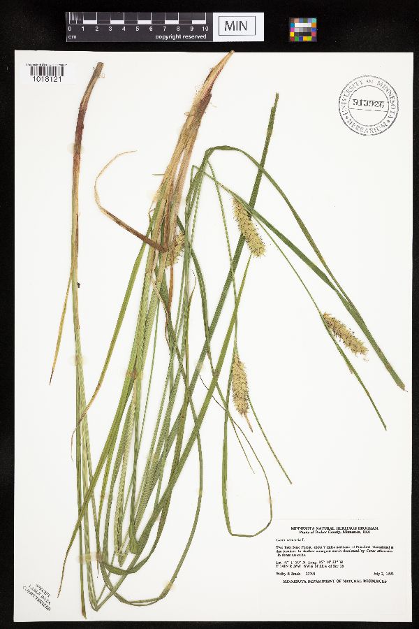 Carex vesicaria image