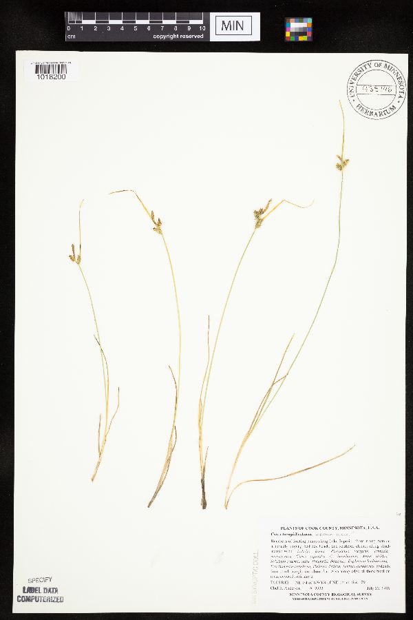 Carex viridula subsp. viridula image