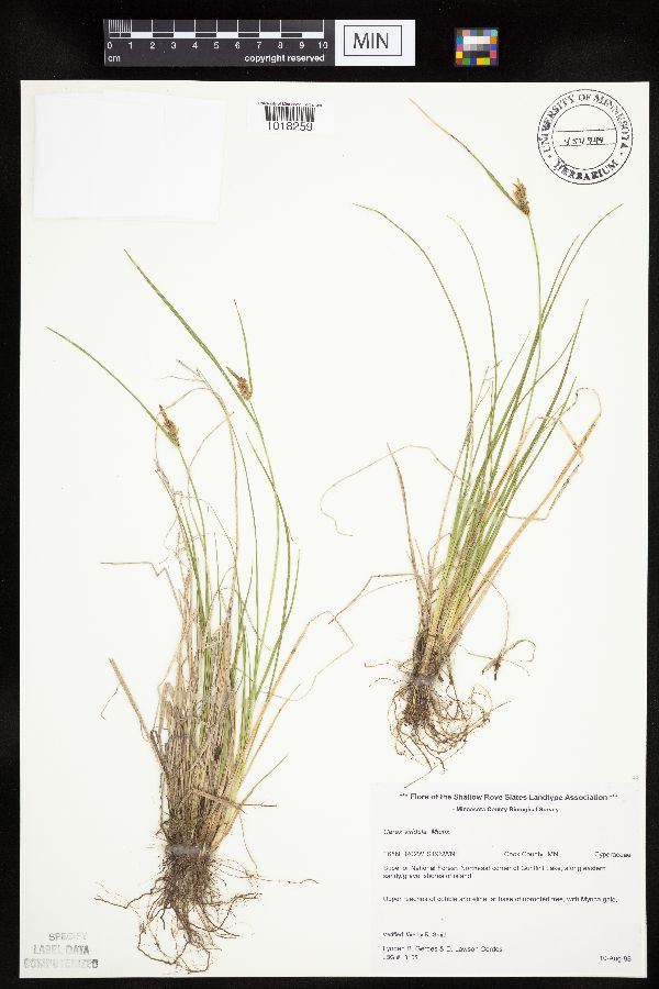 Carex viridula image