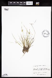 Carex viridula subsp. viridula image