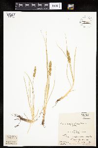 Carex vulpinoidea image