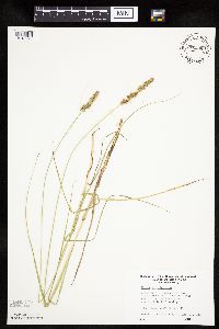 Carex vulpinoidea image