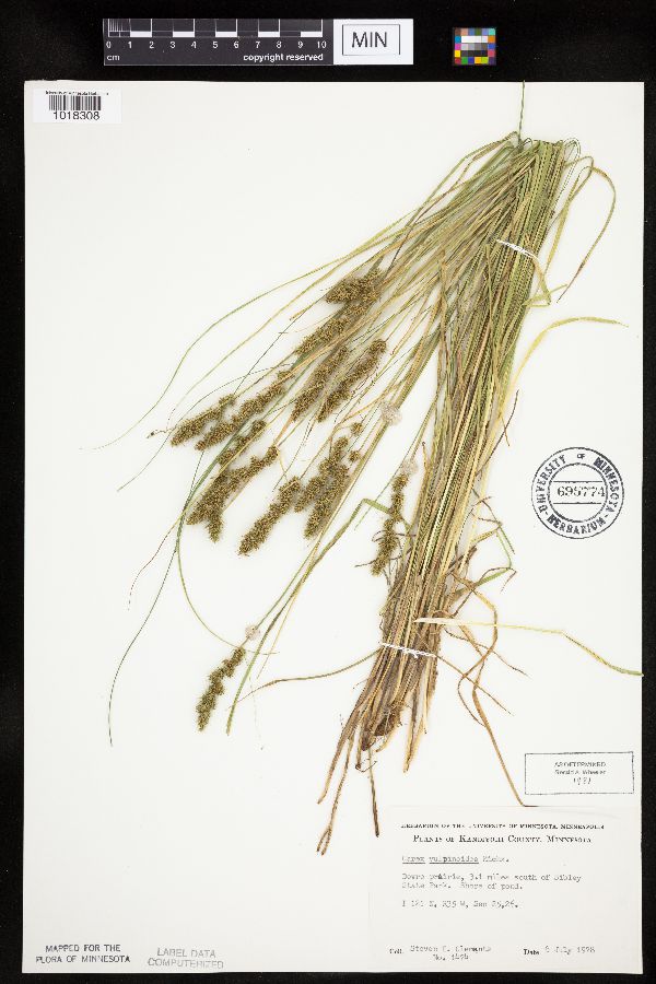 Carex vulpinoidea image