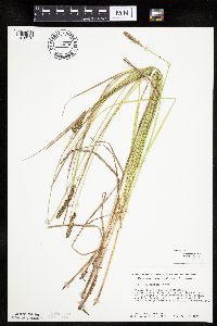 Carex vulpinoidea image