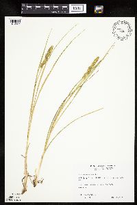 Image of Carex vulpinoidea