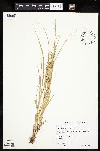 Carex vulpinoidea image