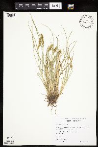 Carex vulpinoidea image