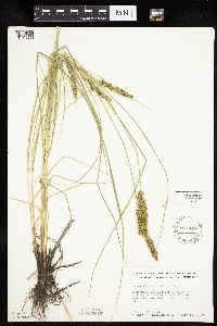 Carex vulpinoidea image