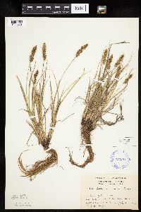 Carex vulpinoidea image