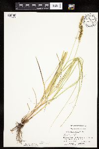 Carex vulpinoidea image