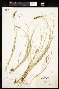 Carex vulpinoidea image