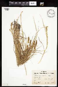 Carex vulpinoidea image