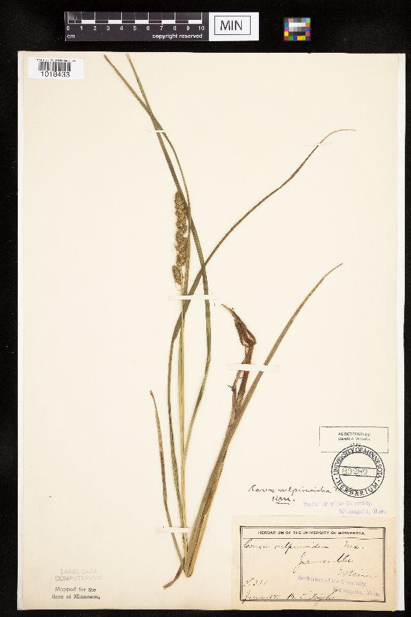 Carex vulpinoidea image