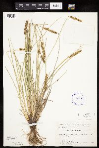 Carex vulpinoidea image