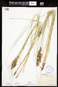 Carex vulpinoidea image