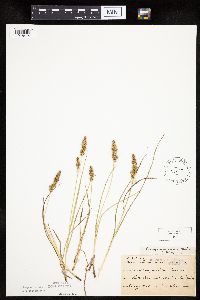 Carex vulpinoidea image