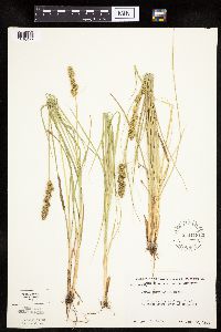 Carex vulpinoidea image