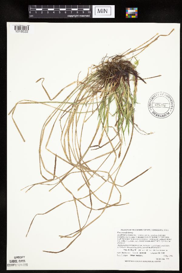 Carex woodii image