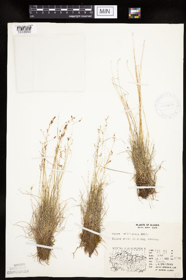 Carex williamsii image