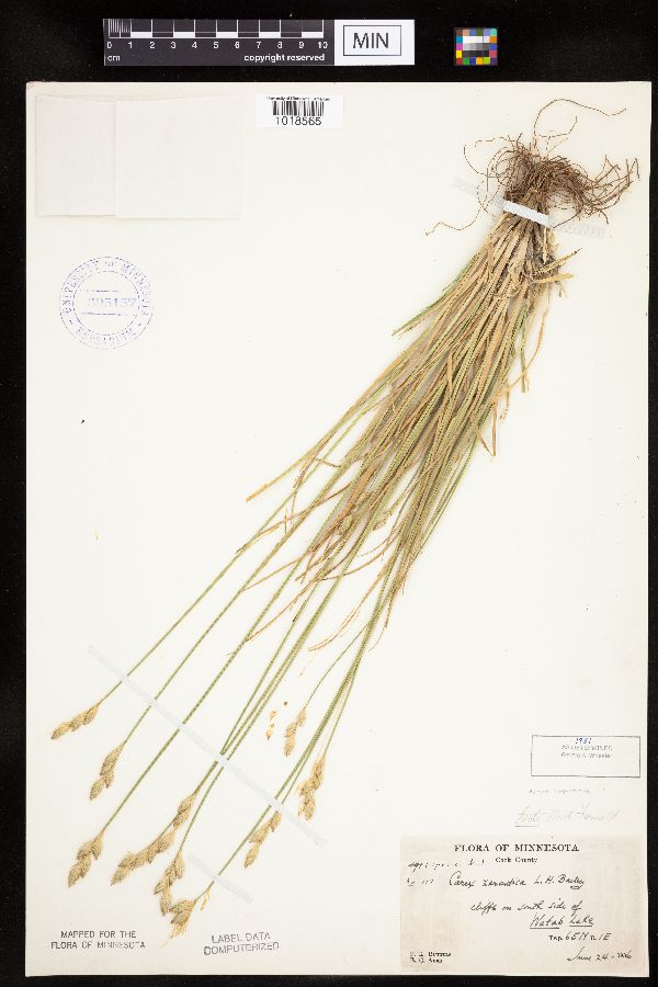 Carex xerantica image