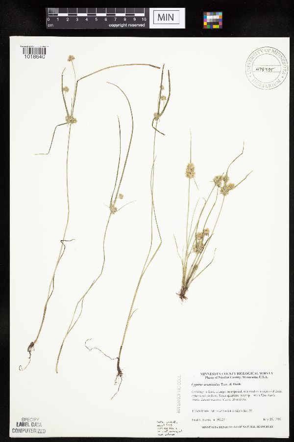 Cyperus image