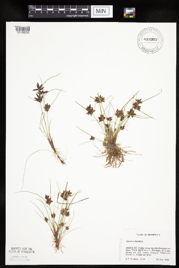 Cyperus bipartitus image