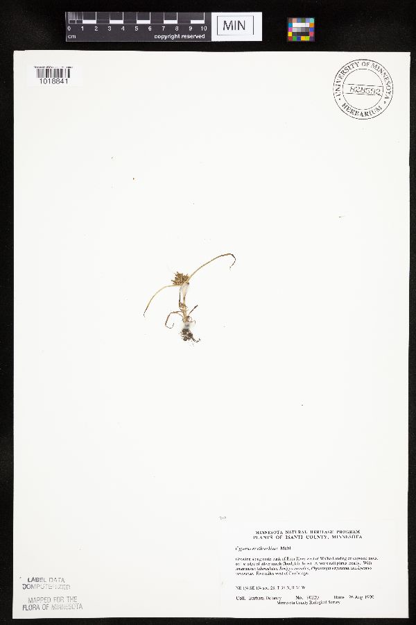 Cyperus erythrorhizos image