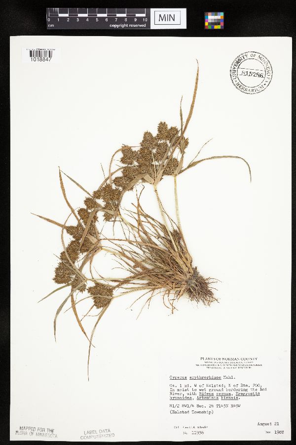 Cyperus erythrorhizos image