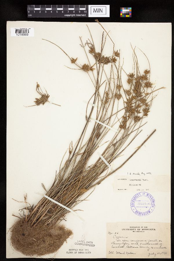 Cyperus houghtonii image