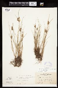 Cyperus x mesochorus image