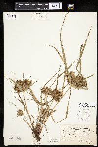 Cyperus odoratus image