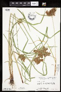 Cyperus odoratus image