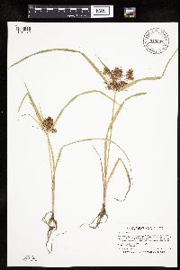 Cyperus odoratus image