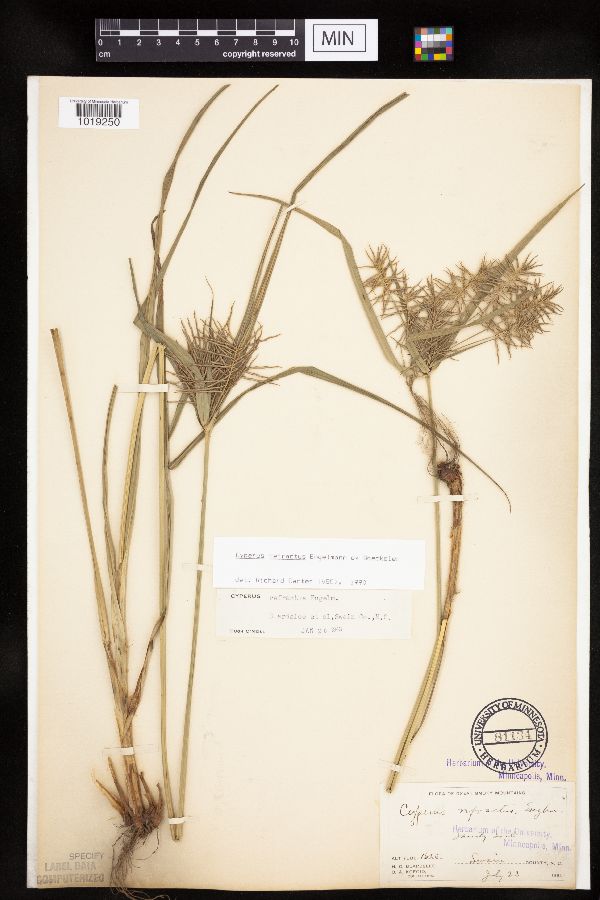 Cyperus refractus image