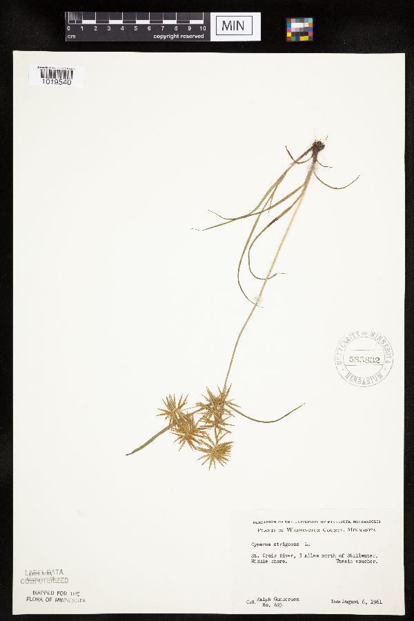 Cyperus strigosus image