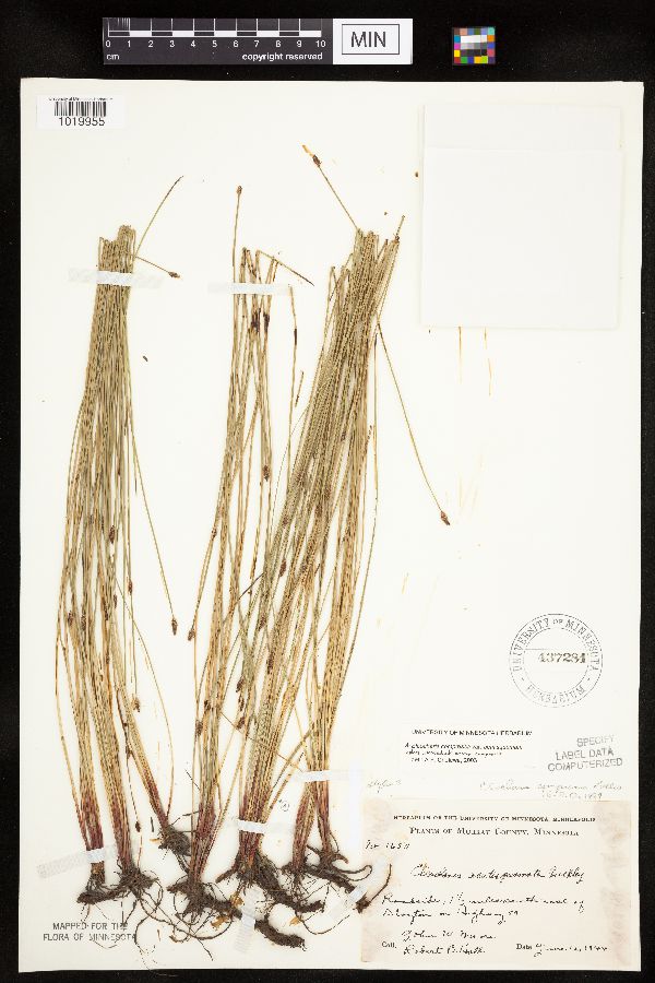 Eleocharis compressa var. acutisquamata image