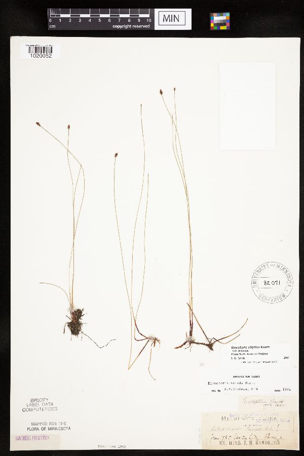 Eleocharis elliptica image