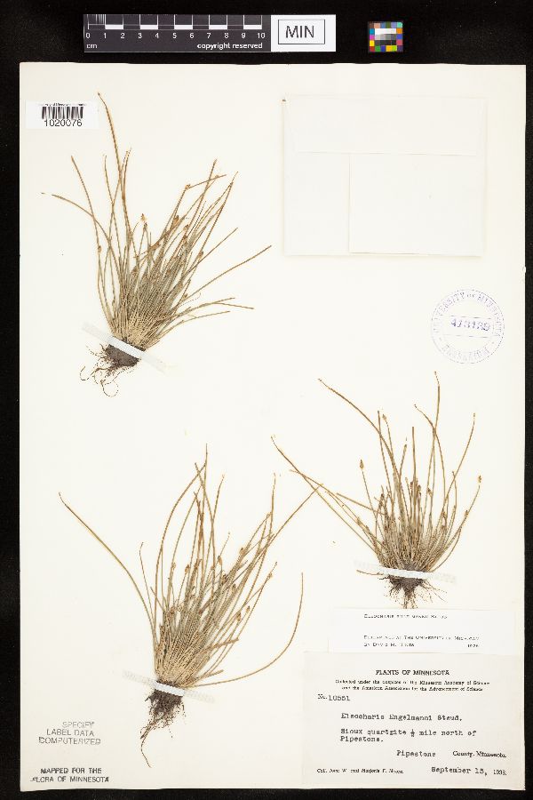 Eleocharis engelmannii image