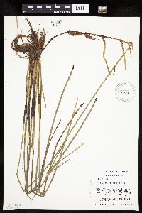 Eleocharis palustris image