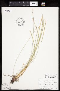 Eleocharis palustris image