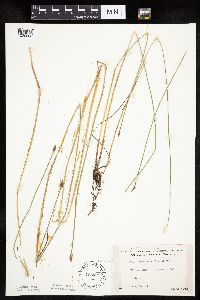 Eleocharis palustris image